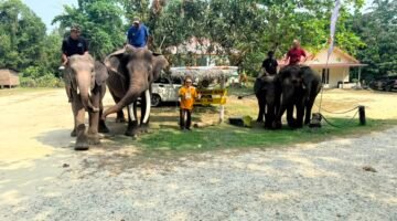 OPA GAUL Kunjungi Tempat Pelatihan Gajah di Minas Siak
